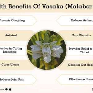 Health Benefits Of Vasaka Malabar Nut